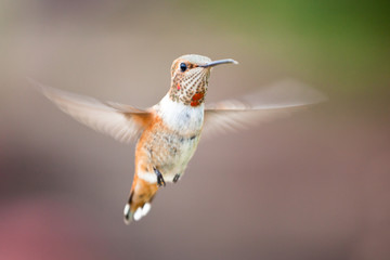 Kolibri © Daniel S.