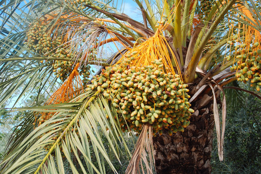 FRUTOS DE LA PALMERA DATILERA