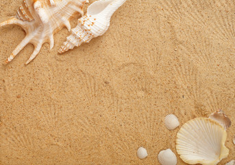 Fototapeta na wymiar seashells in sand