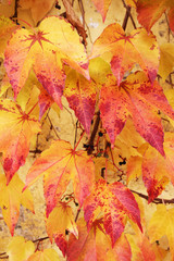 Hintergrund Weinlaub