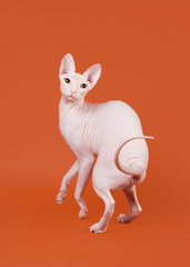 Don sphynx on orange background