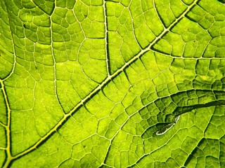 Green leaf background texture