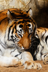 Bengal tiger