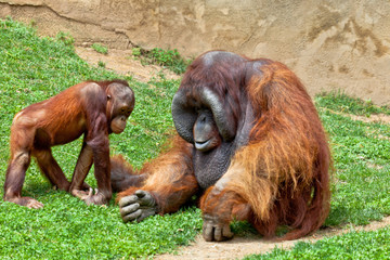 Orangutan of Borneo, Pongo Pygmaeus © David Acosta Allely