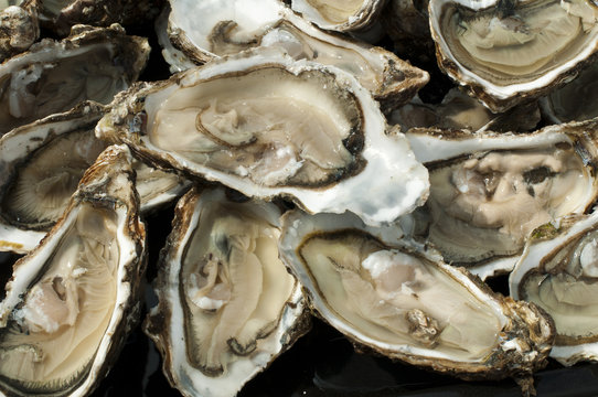 Oysters on a silver platter
