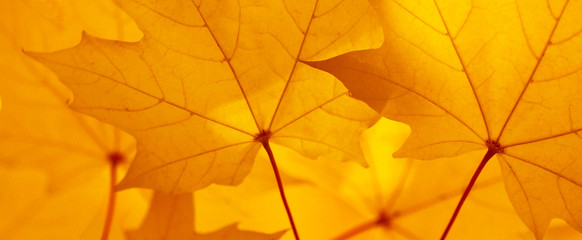 Ahorn Blatt Herbst Banner