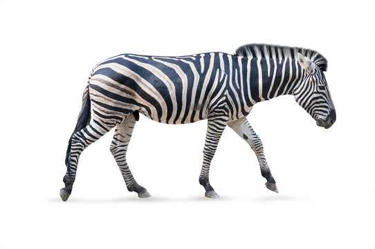 Fototapeta Zebra male - white background