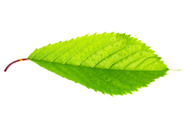 Fototapeta premium Bright green leaf isolated on white background