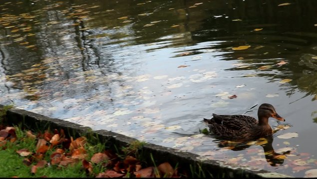 canard