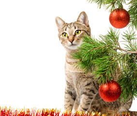 Domestic cat and Christmas tree