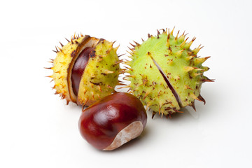 Chestnut