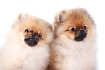 Portrait of two puppies of a spitz-dog
