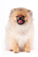 Obraz premium Puppy of a spitz-dog