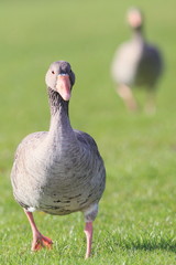 Gans-26068b1