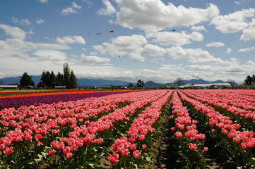 Tulips and kites