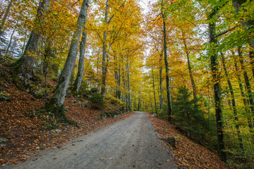 Forest Road