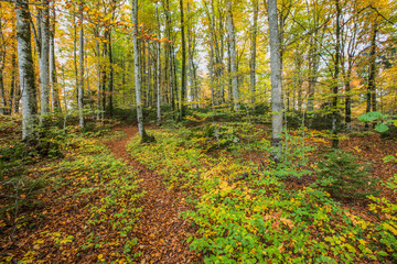 Autumn Forest