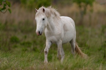 Obraz premium Cavallo bianco