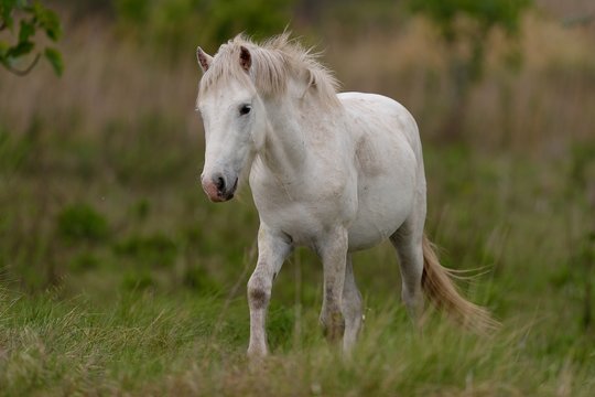 Cavallo bianco