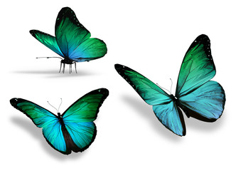 Three turquoise butterfly, isolated on white background