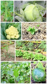 montage l&eacute;gumes du potager