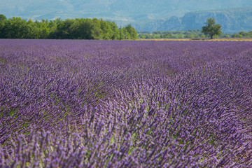 Fototapeta na wymiar Lawendowe pole w południowej Francji