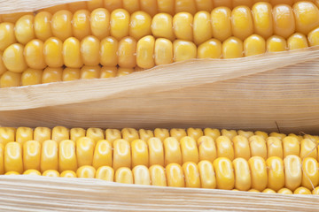 Detalle de los granos de maíz maduros en la mazorca
