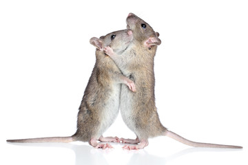 Rats cuddling on a white background