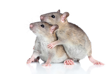 Rats cuddling on a white background