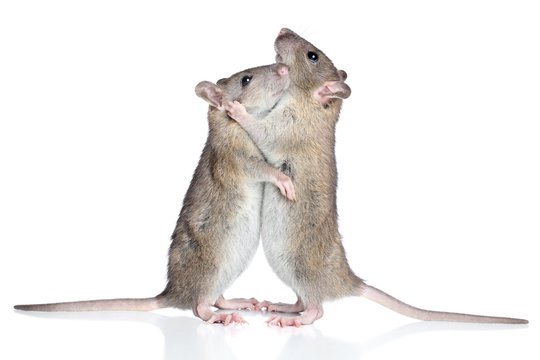 Rats Cuddling On A White Background