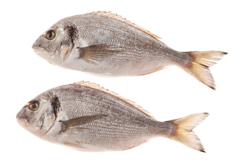 Dorado fish isolated on white background