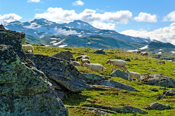 Sheeps in the mountains.