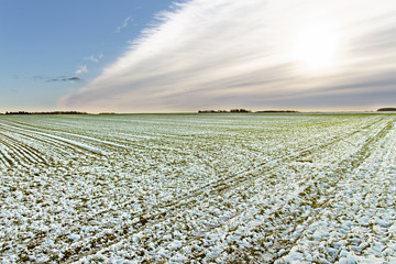 Field under snow.