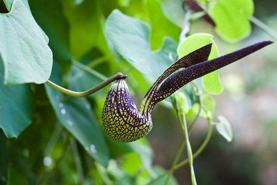 gaping dutchman's pipe flower  (Aristolochia ringens Vahl.)