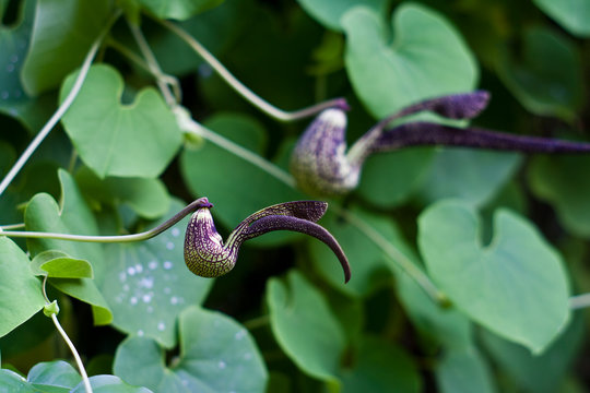 gaping dutchman's pipe flower  (Aristolochia ringens Vahl.)