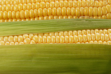 corn cob