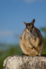 ロックワラビー