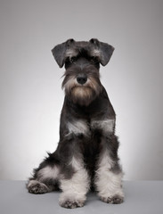 five month old miniature schnauzer puppy