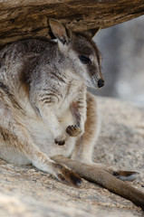 ロックワラビー
