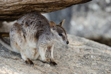 ロックワラビー