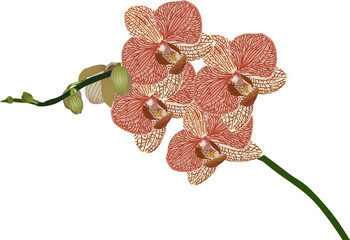 red orchid flower branch illustration © Alexander Potapov