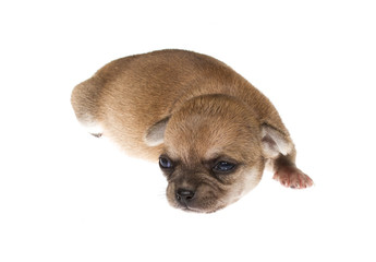 Funny puppy Chihuahua poses on a white background