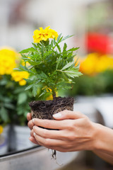 Woman about to put plant into pot