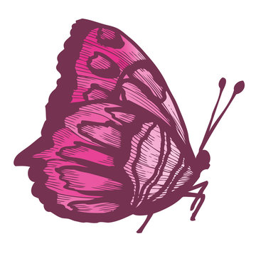 Schmetterling