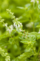 Basil flowers and leaves