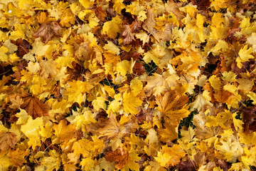 herbstblätter morgenfrost