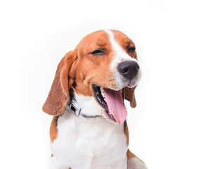 beagle dog on white background 