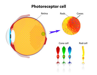 Retina. Rod cells and cone cells. Vector
