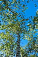 Fototapeta premium birch leaves