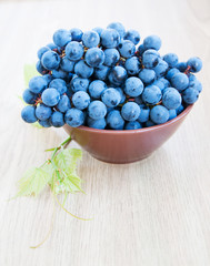 Blue grape cluster with leaves